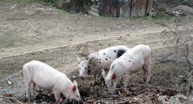 Владельцы свиней не держат их в хлеве, и животные разбредаются по округе. Село Шош Аскеранского района Нагорного Карабаха, 7 декабря 2012 г. 