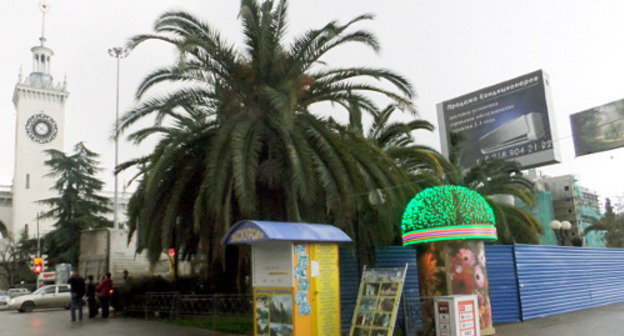 Пальмовая аллея в районе  железнодорожного вокзала Сочи огорожена строительным забором. 28 января 2013 г. Фото Светланы Кравченко для "Кавказского узла"