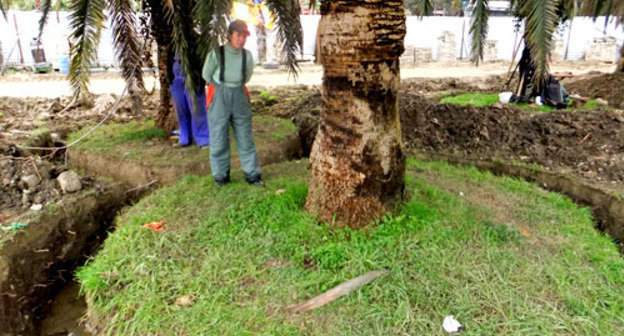 Корчевка пальм с целью строительства подземного перехода. Сочи, 23 февраля 2013 г. Фото Светланы Кравченко для "Кавказского узла"