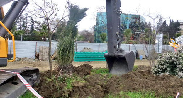 В Сочи рядом с железнодорожным вокзалом выкорчеваны пальмы. 3 марта 2013 г. Фото Светланы Кравченко для "Кавказского узла"