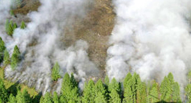 Пожар в лесу. Фото http://ecocollaps.ru/