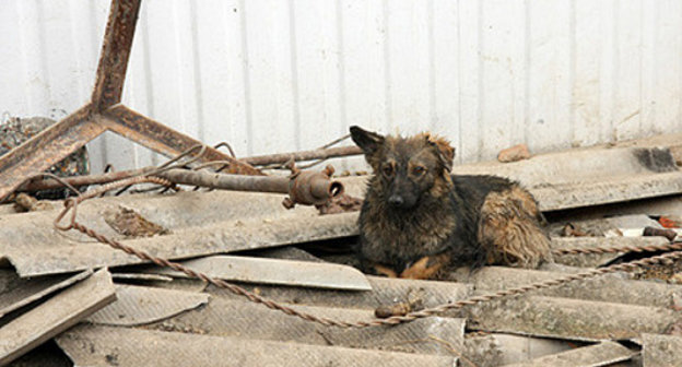 Бездомная собака. Фото: Андрей Помидорров/Югополис, http://www.yugopolis.ru/