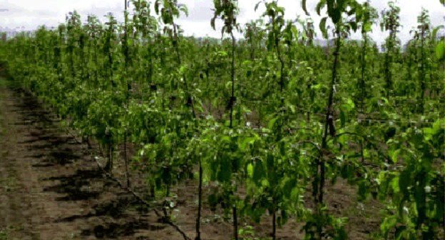 Сад в Кабардино-Балкарии. Фото: министерство сельского хозяйства Кабардино-Балкарской республики, http://www.pravitelstvokbr.ru/