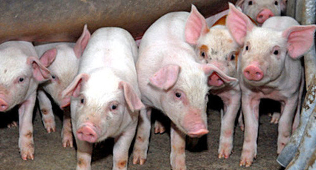 Свиньи. Фото: Иван Журавлев / Югополис