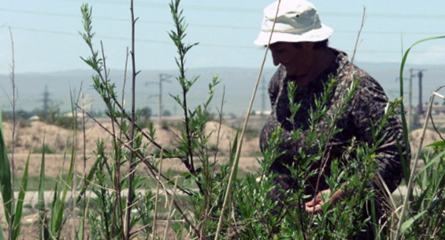 Жительница села Мргашат Армавирской области Армении осматривает участок, пострадавший от града. 7 июня 2013 г. Фото Армине Мартиросян для "Кавказского узла"