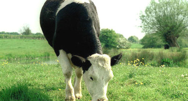 Корова. Фото: kevinzim, www.flickr.com