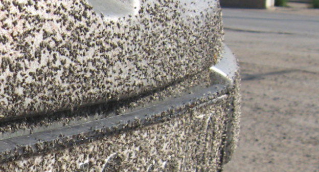 Автомобиль на трассе Астрахань-Волгоград покрыт толстым слоем мошки. Июнь 2013 г. Фото Вячеслава Ященко для "Кавказского узла"