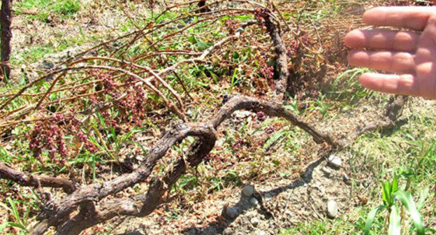 Виноградники, уничтоженные градом. Фото Эдиты Бадасян для "Кавказского узла"