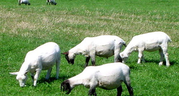 Овцы. Фото: Юрий Гречко / Югополис