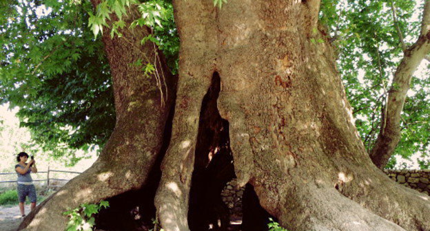 Двухтысячелетний платан в природном парке "Тнджре". 18 августа 2013 г. Фото Алвард Григорян для "Кавказского узла"