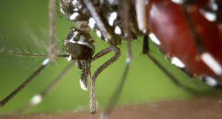Комар рода Aedes albopictus («азиатский тигр»), переносчик вируса Западного Нила. Фото:  Centers for Disease Control and Prevention, http://phil.cdc.gov/phil/details.asp?pid=2168
