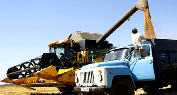 Сбор урожая пшеницы. Фото: Владимир Аносов / Югополис