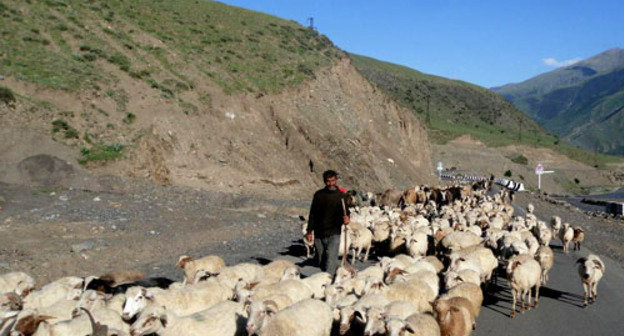 Перегон овец. Рутульский район, Дагестан. Фото http://www.odnoselchane.ru/