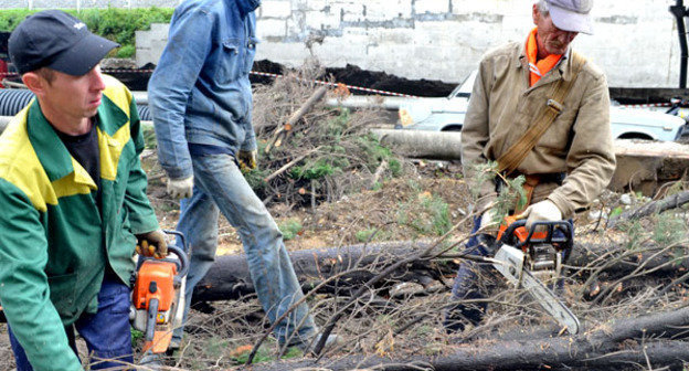 Неизвестные с пилами спилили два кипариса возле многоквартирного дома по улице Чайковского. Сочи, 4 октября 2013 г. Фото Светланы Кравченко для "Кавказского узла"
