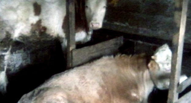 Бычки в стойлах. Фото: http://www.pastinfo.am/ru/node/15223