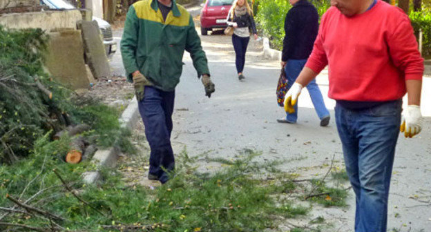 Строители, пытавшиеся срубить кедр на улице Новоселов. Сочи, 31 октября 2013 г. Фото Светланы Кравченко для "Кавказского узла"
