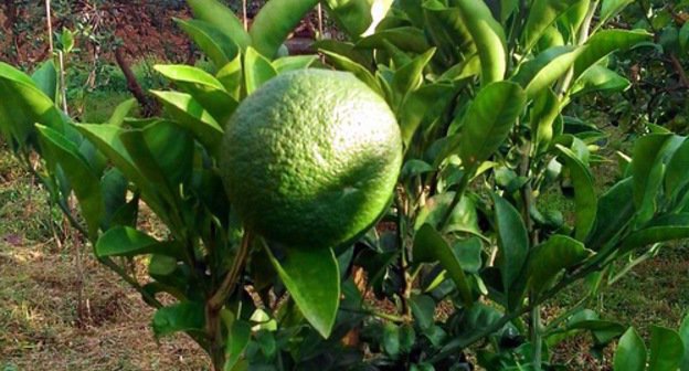 Мандариновое дерево в частном саду в Махинджаури, Аджария. Октябрь 2013 г. Фото Юлии Кашеты для "Кавказского узла". 