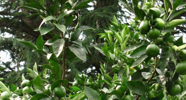 Дозревающие мандарины. Батуми, Аджария. Октябрь 2013 г. Фото Юлии Кашеты для "Кавказского узла"
