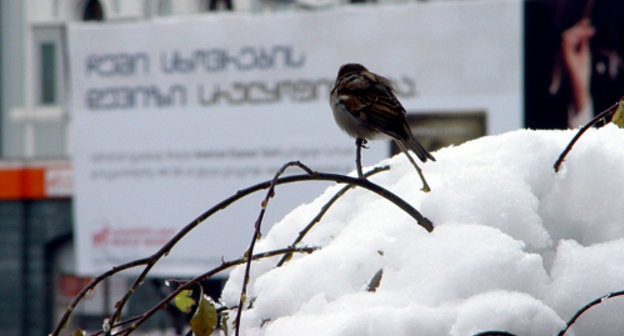 Снег в Тбилиси. Фото Михаила Ростомашвили.