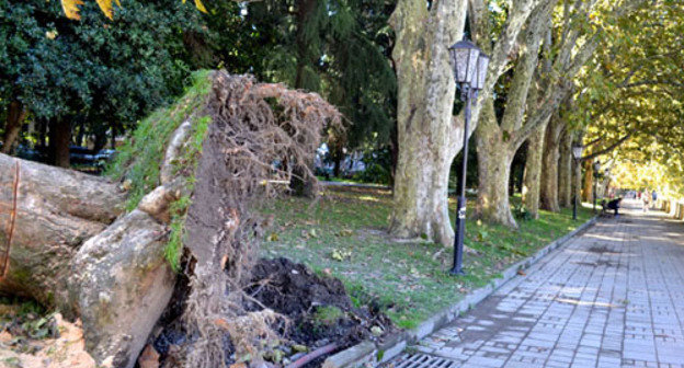 Дерево поваленное ветром. Сочи, осень 2013 г. Фото Светланы Кравченко для "Кавказского узла"