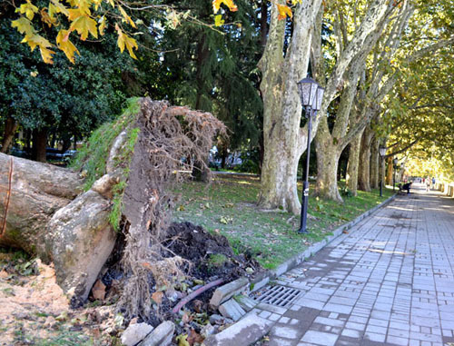 Дерево поваленное ветром. Сочи, осень 2013 г. Фото Светланы Кравченко для "Кавказского узла"