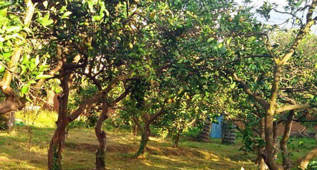 Мандариновые деревья в частном саду. Махинджаури, Аджария. Октябрь 2013 г. Фото Юлии Кашеты для "Кавказского узла"
