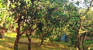 Мандариновые деревья в частном саду. Махинджаури, Аджария. Октябрь 2013 г. Фото Юлии Кашеты для "Кавказского узла"
Мандариновые деревья в частном саду. Махинджаури, Аджария. Октябрь 2013 г. Фото Юлии Кашеты для "Кавказского узла"