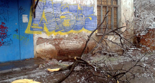 Ветки дерева, обрушившиеся после ледяного дождя в Краснодаре. 21 января 2014 г. Фото Натальи Дорохиной для "Кавказского узла" Ветки дерева, обрушившиеся после ледяного дождя в Краснодаре. 21 января 2014 г. Фото Натальи Дорохиной для "Кавказского узла"