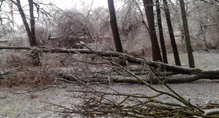 После ледяного дождя в Краснодаре. 21 января 2014 г. Фото Натальи Дорохиной для "Кавказского узла" После ледяного дождя в Краснодаре. 21 января 2014 г. Фото Натальи Дорохиной для "Кавказского узла"