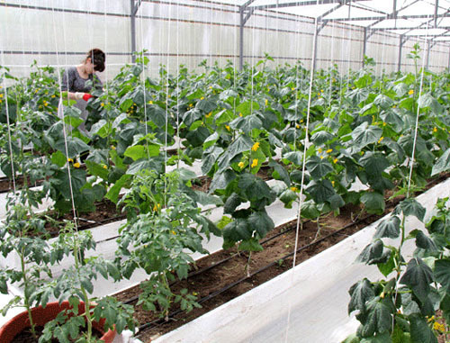 Выращивание овощей в теплице. Фото: Министерство сельского хозяйства и продовольствия Республики Дагестан http://mcxrd.ru/