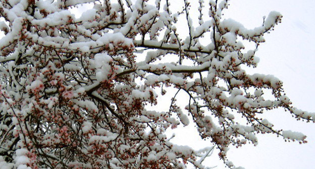 Цветущий абрикос под снегом. Фото: Isha Zubeidi (eye-shuh), https://www.flickr.com/photos/eye-shuh/7007444723