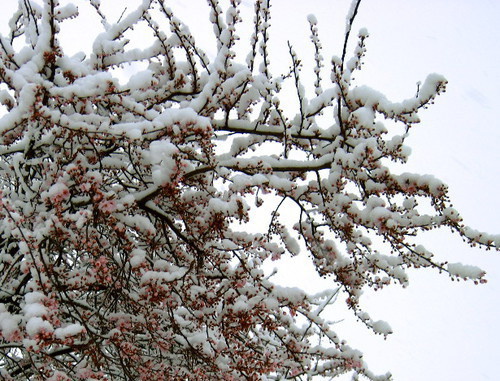 Цветущий абрикос под снегом. Фото: Isha Zubeidi (eye-shuh), https://www.flickr.com/photos/eye-shuh/7007444723
