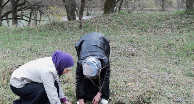 Посадка березовой аллеи в честь 115-й Кавалерийской дивизии. Нальчик. 29 марта 2014 г. Фото Людмилы Маратовой для "Кавказского узла"