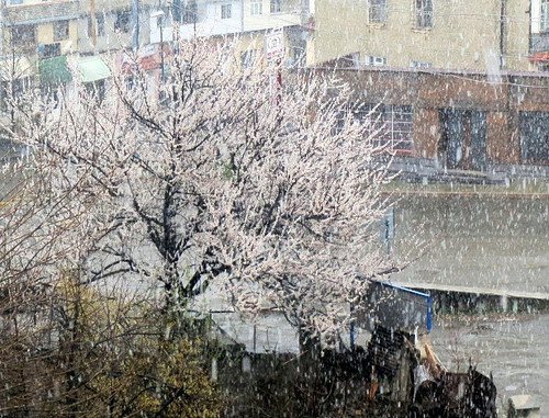 Снегопад в Степанакерте 30 марта 2014 г. Фото Алвард Григорян для "Кавказского узла"