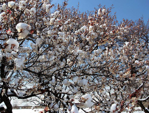Цветущий абрикос под снегом. Фото: armavir.agro.am