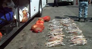 Изъятие рыбы. Фото: http://bloknot-volzhsky.ru/news/in_the_volgograd_region_poachers_was_carrying_150_ Изъятие рыбы. Фото: http://bloknot-volzhsky.ru/news/in_the_volgograd_region_poachers_was_carrying_150_