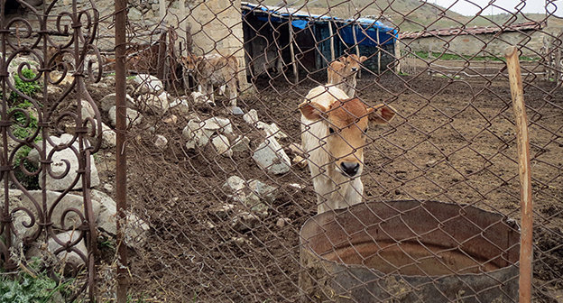 Загон для молодых бычков и телок в хозяйстве Мелкумяна. Нагорный Карабах, Мартакертский район, село Нор-Джраберд, 5 апреля 2014 год. Фото Алвард Григорян для "Кавказского узла"