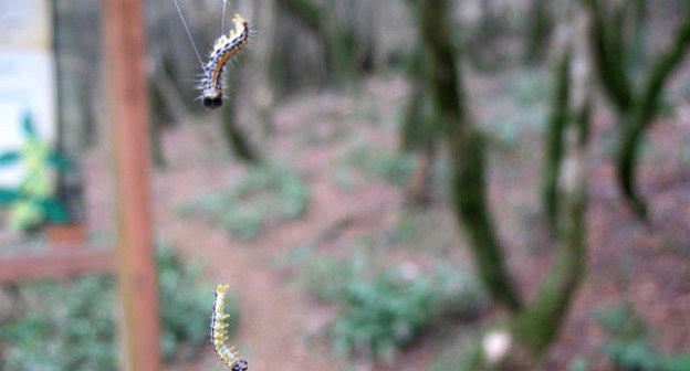 Гусеницы бабочки Самшитовой огневки, которые питаются листвой самшита. Сочи, 29 августа 2014 г. Фото Светланы Кравченко для "Кавказского узла"