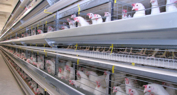 Птицефабрика. Фото https://ru.wikipedia.org/