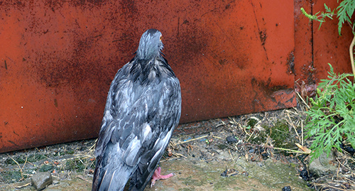Жертва непогоды – мокрый голубь. Фото Олега Пчелова