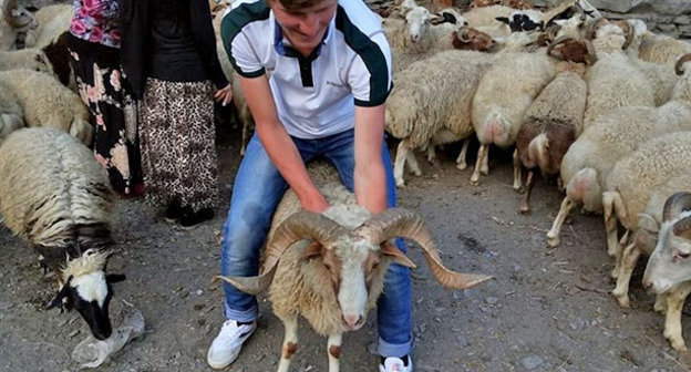 Баран для жертвоприношения. Дагестан, 4 октября 2014 г. Фото Патимат Махмудовой для "Кавказского узла"