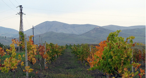 Виноградные сады в Мартунинском районе Нагорного Карабаха, во время природных стихийных бедствий пострадали на 40 %. 17 октября 2014 год. Фото Алвард Григорян для "Кавказского узла"