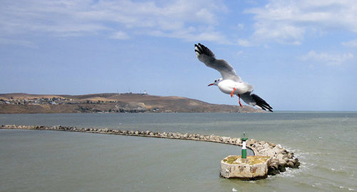Чайка над керченским проливом. Фото Нины Тумановой для "Кавказского узла"