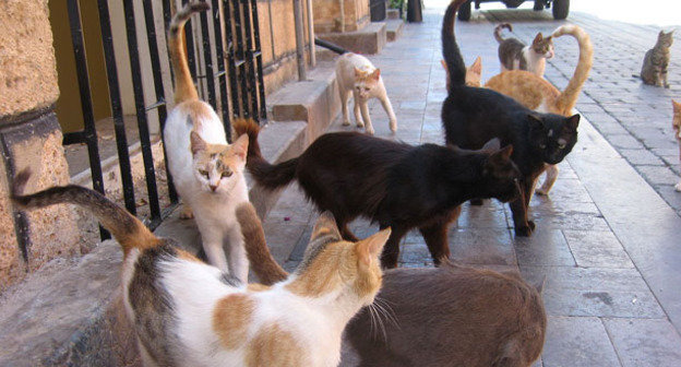 Бездомные кошки. Фото: KUSHI https://ru.wikipedia.org