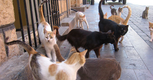 Бездомные кошки. Фото: KUSHI https://ru.wikipedia.org