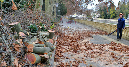 Распиленные деревья на улицах Сочи. Ноябрь 2014 г. Фото Светланы Кравченко для "Кавказского узла"
