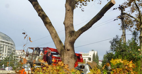 Кронирование деревьев. Сочи, ноябрь 2014 г. Фото Светланы Кравченко для "Кавказского узла"