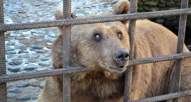 Слепой медведь, содержащийся при ресторане грузинской кухни в Мацесте. Сочи, декабрь 2014 г. Фото Светланы Кравченко для "Кавказского узла"