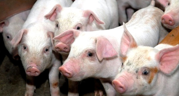 Поросята. Фото: Иван Журавлев / Югополис