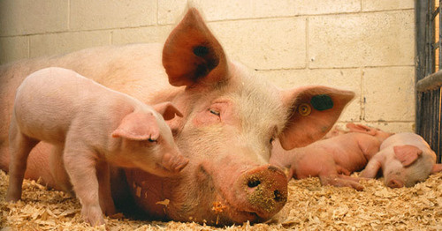 Свиньи. Фото https://ru.wikipedia.org